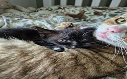 Mixed Breed cats for sale: Beautiful Kittens looking for forever homes  - Image 12