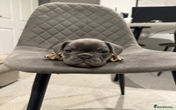 French Bulldog dogs for sale: Beautiful Boy Frenchie Puppy - Image 4