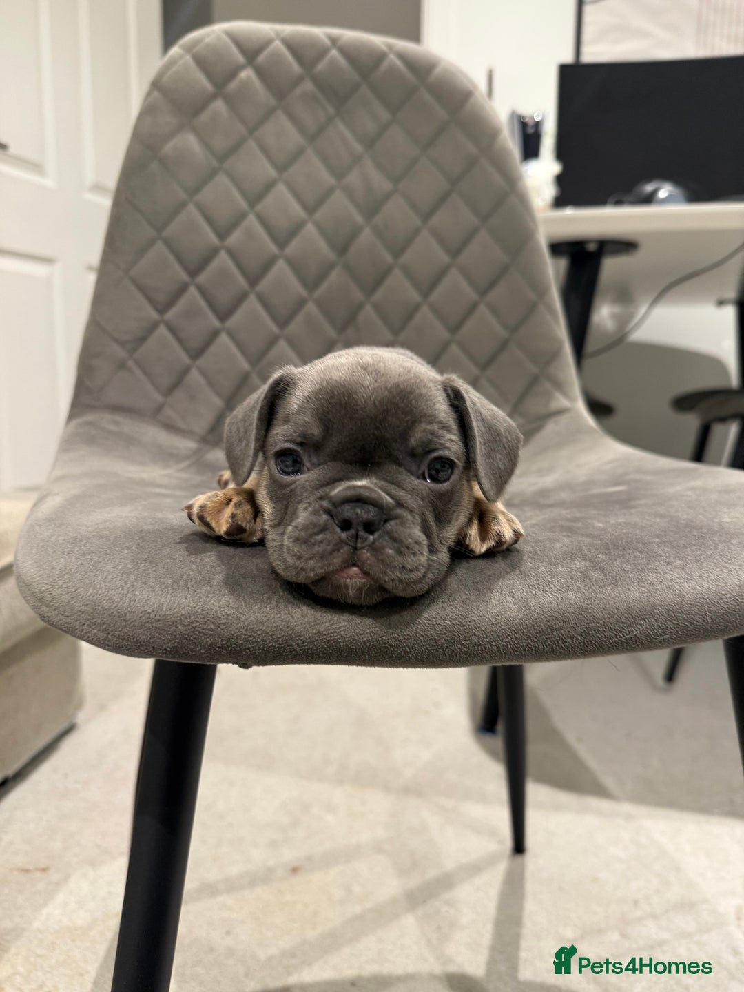 French Bulldog dogs for sale: Beautiful Boy Frenchie Puppy - Image 4