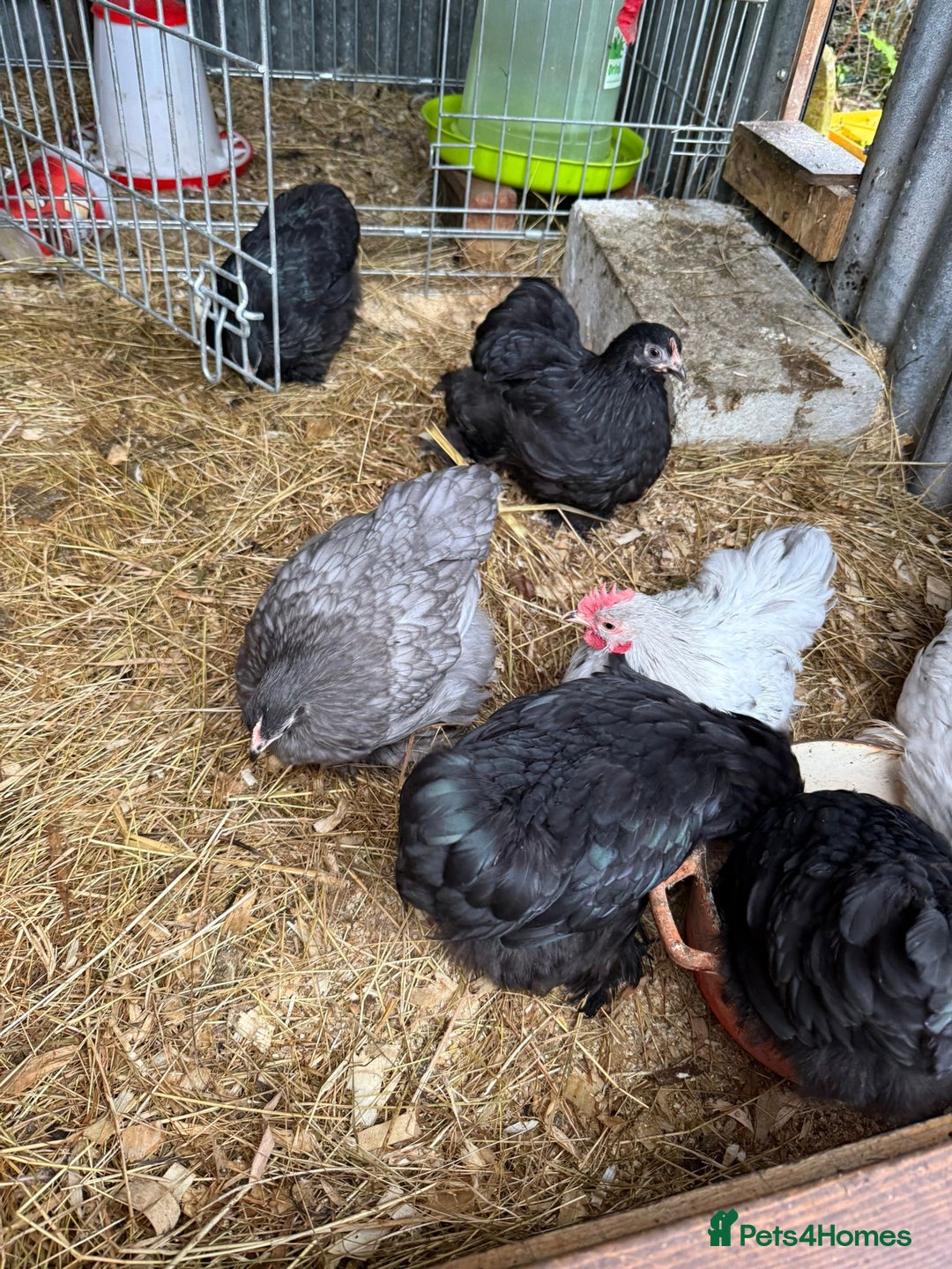 Chickens poultry for sale: Pekin bantams pol - Advert 3