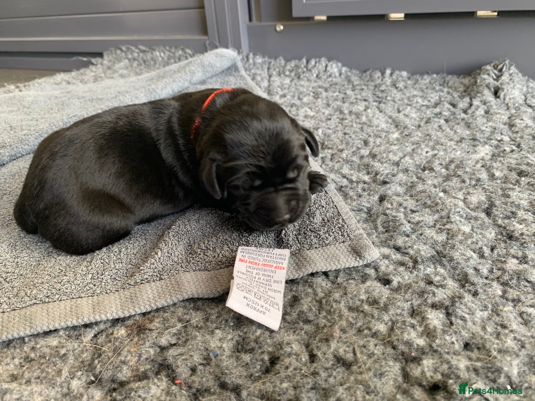 Labrador Retriever dogs for sale: 5* breeder🐾beautiful glossy black puppies ❤️  - Image 29