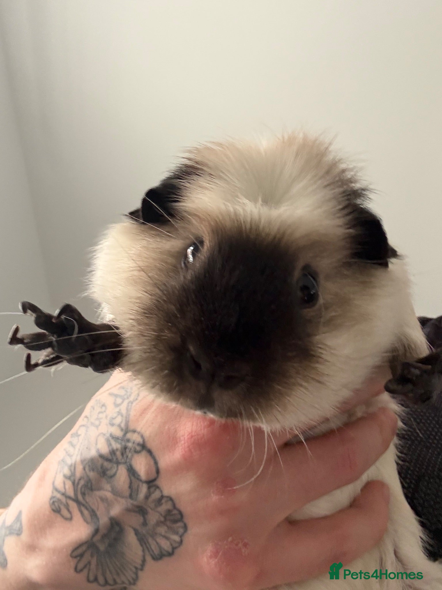 Guinea Pig rodents 2 guinea pigs rehome (Free) - Advert 1