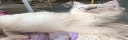 Ragdoll cats for sale: Family Raised Ragdoll Kittens} - Advert 5