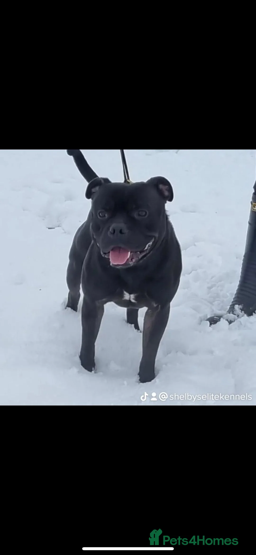 Staffordshire Bull Terrier dogs for stud: STORM FOR STUD in Newton Aycliffe - Advert 11