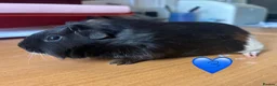 Guinea Pig rodents for sale: Guinea Pigs - Mixed Litter Young Males & Female - Advert 6