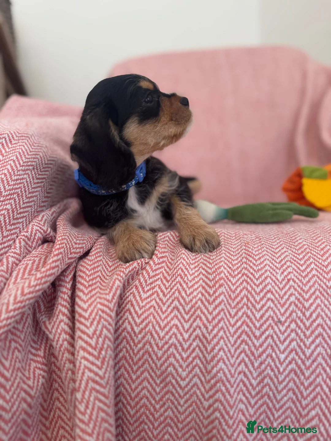 Mixed Breed dogs for sale: Shnauzerlier , cavalier x schnauzer  - Advert 8