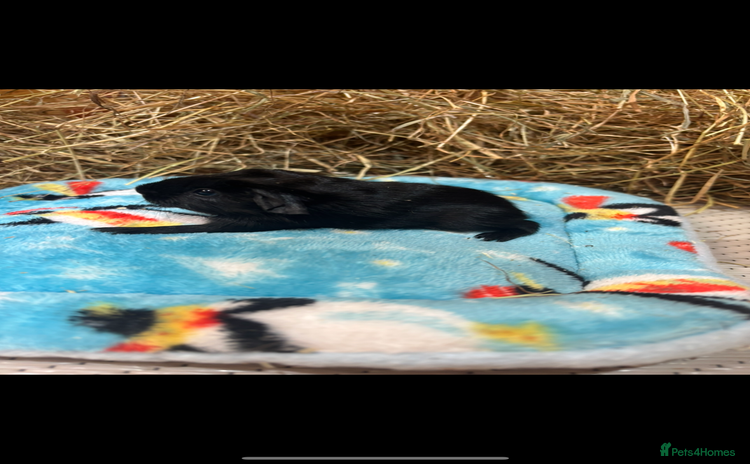 Guinea Pig rodents - Advert 3