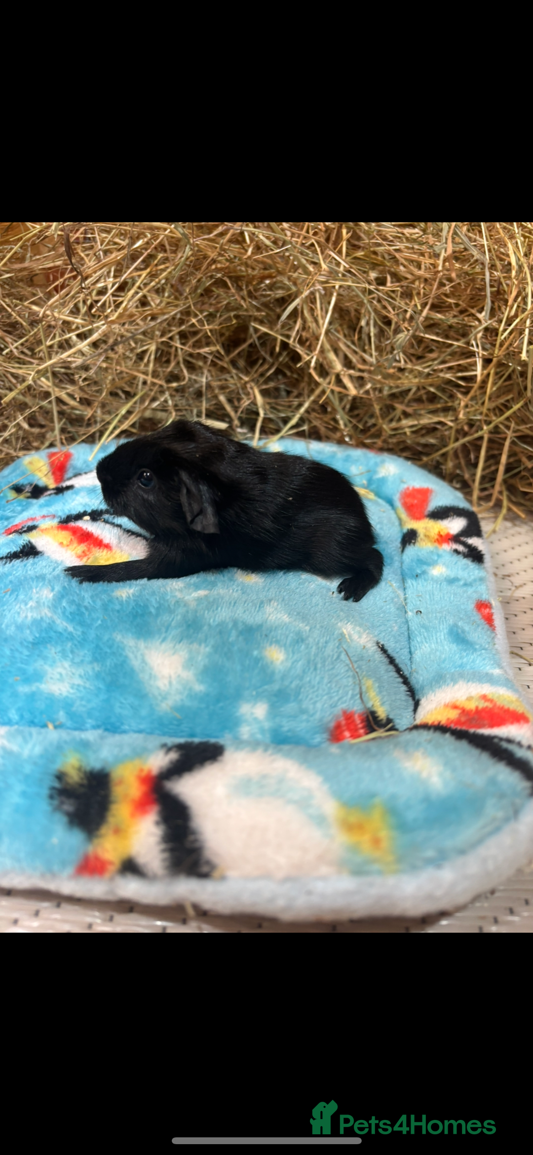 Guinea Pig rodents for sale: Dalmatian guinea pigs  - Image 4