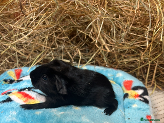 Guinea Pig rodents - Advert 10