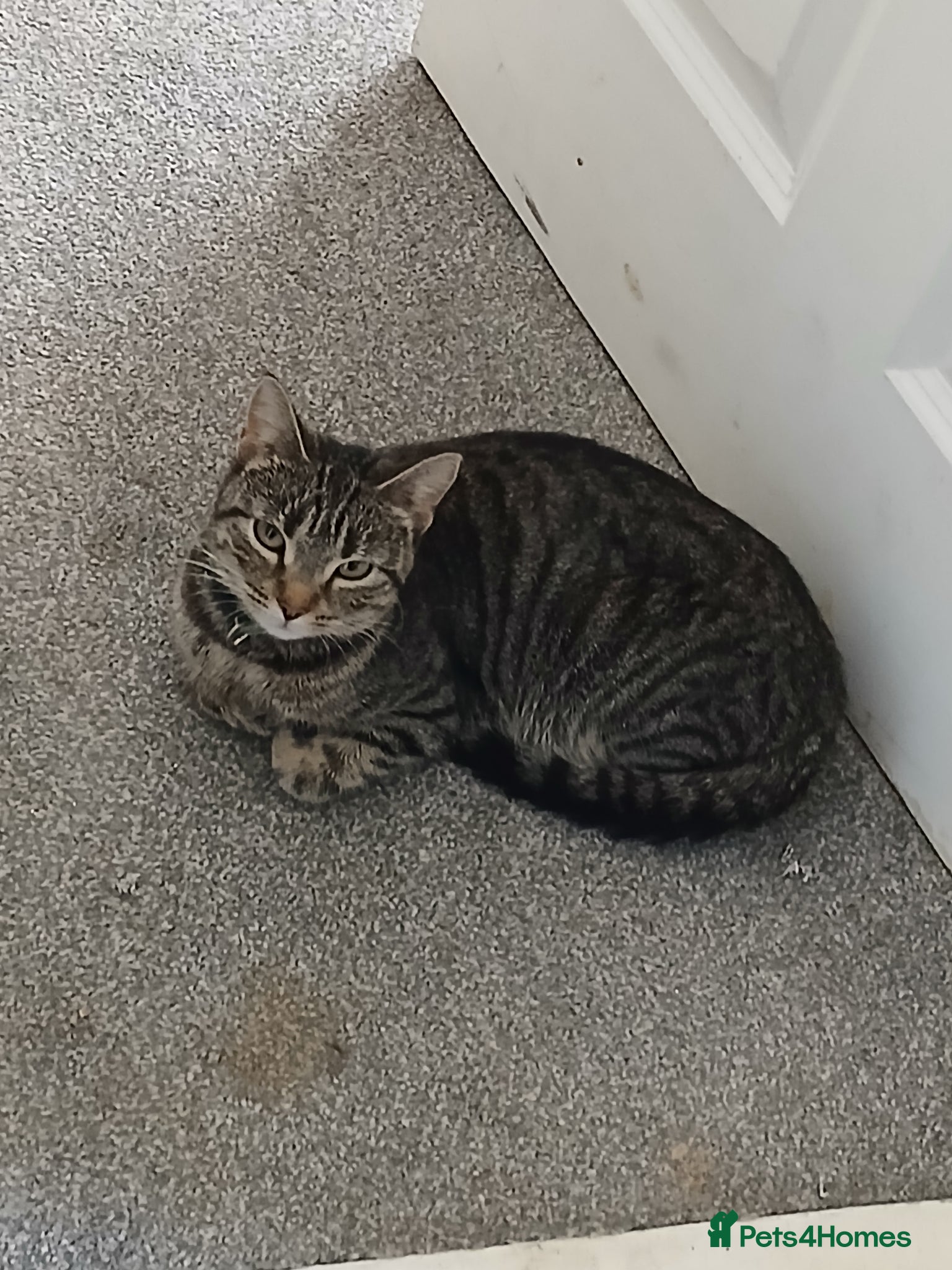 Mixed Breed cats 1 year old tabby girl  - Advert 11