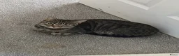 Mixed Breed cats for sale: 1 year old tabby girl  - Advert 1