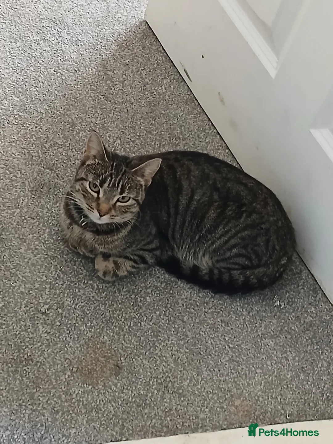 Mixed Breed cats for sale: 1 year old tabby girl  - Advert 1