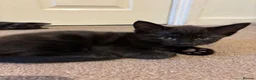 Mixed Breed cats for sale: Beautiful Ragdol x kittens  - Advert 9