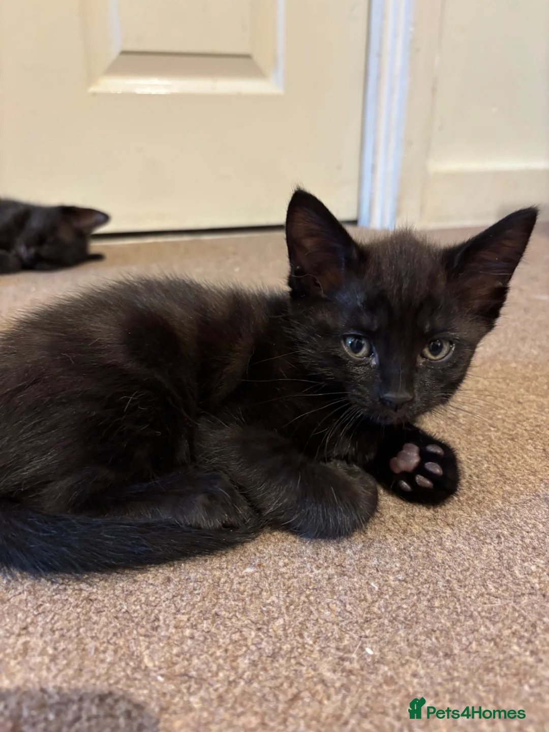 Mixed Breed cats for sale: Beautiful Ragdol x kittens  - Advert 9