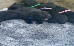 Labrador Retriever dogs for sale: Black labradors  - Image 9