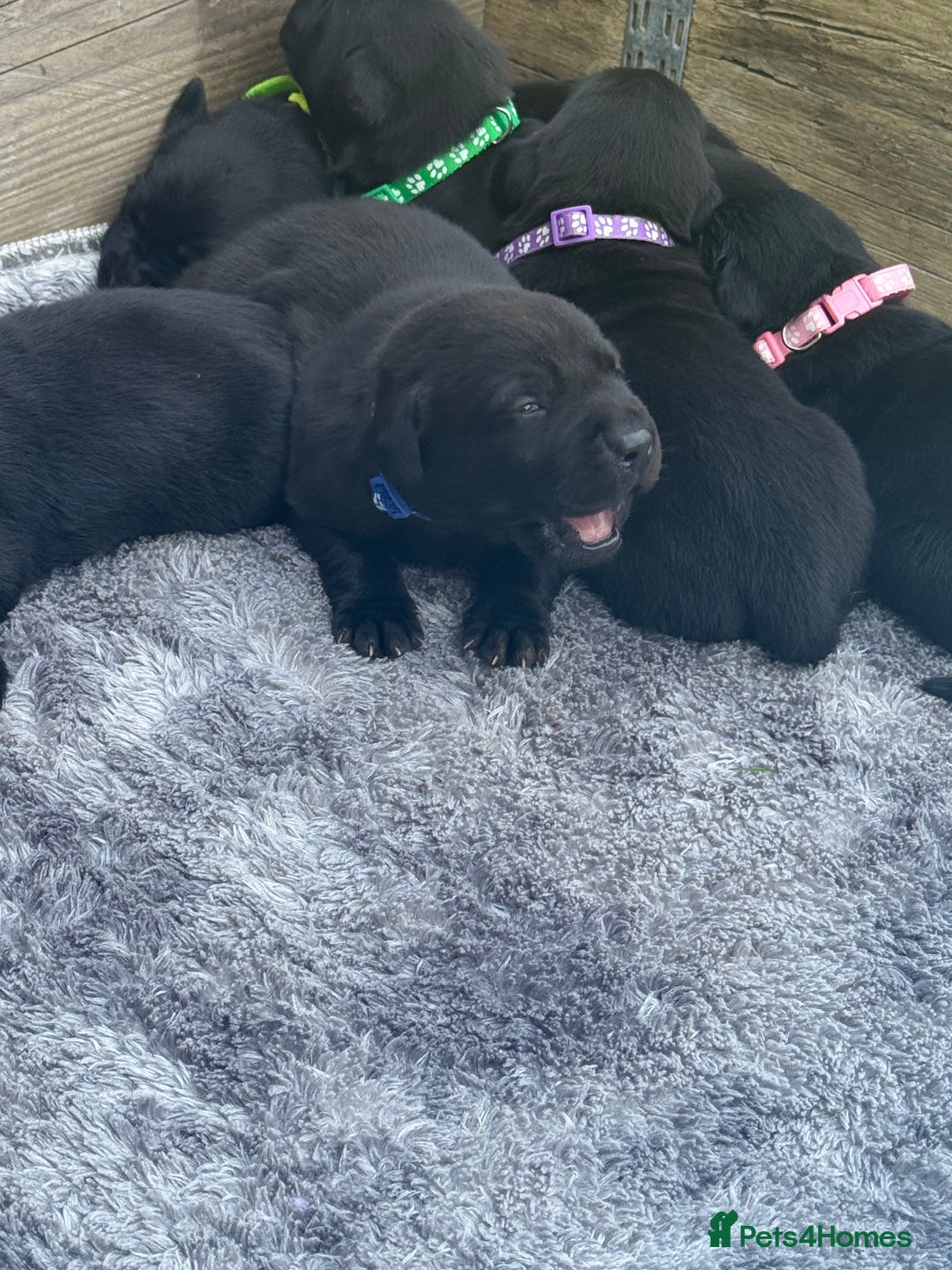 Labrador Retriever dogs for sale: Black labradors  - Image 9