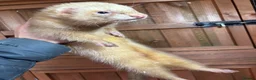 Ferret rodents for sale: Ferrets one male one female  in Helston - Advert 8