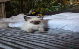 Ragdoll cats for sale: Beautiful ragdoll kittens  - Image 9