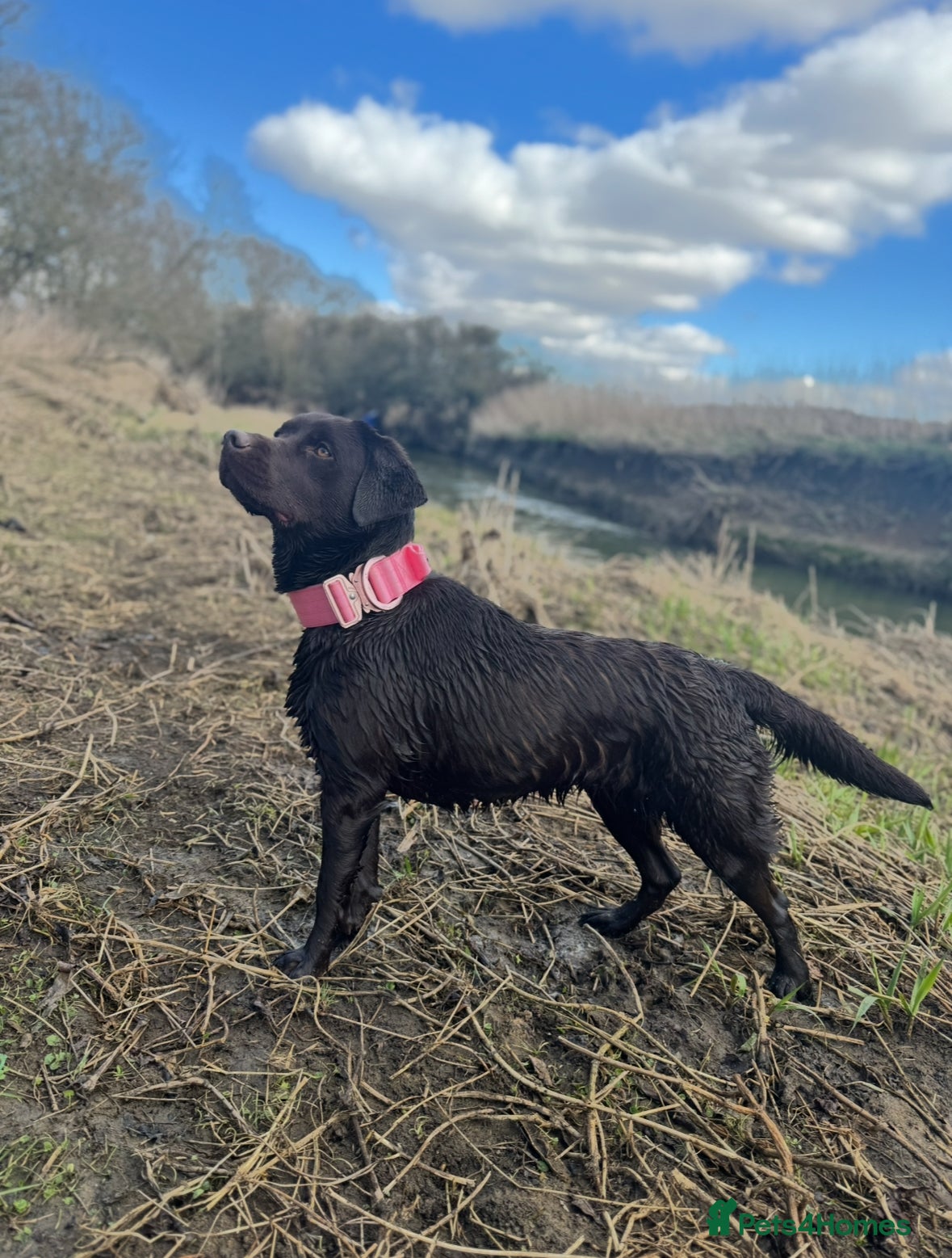 Labrador Retriever dogs Chocolate Labrador for Rehoming - Advert 1