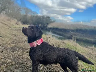 Labrador Retriever dogs Chocolate Labrador for Rehoming - Advert 1