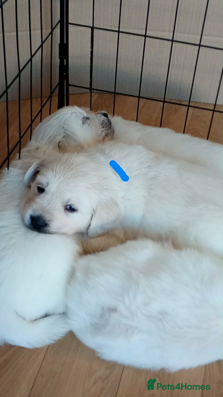Golden Retriever dogs KC Registered Showline Golden Retriever Puppies - Advert 5
