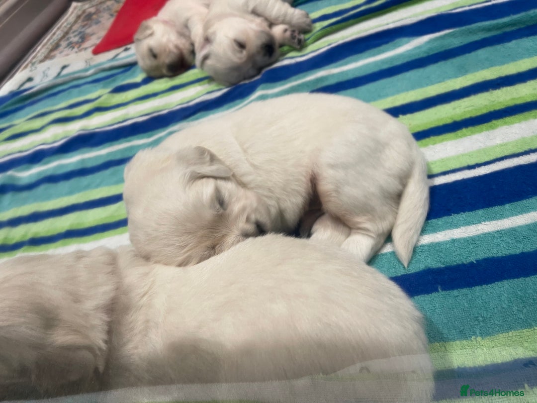 Golden Retriever dogs for sale: Quality Bred Golden Retriever Puppies - Advert 4