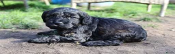Cocker Spaniel dogs for sale: Gorgeous Schnocker puppies - Advert 16