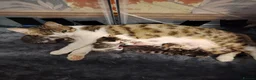 Bengal cats for sale: Bengel mix - Advert 7