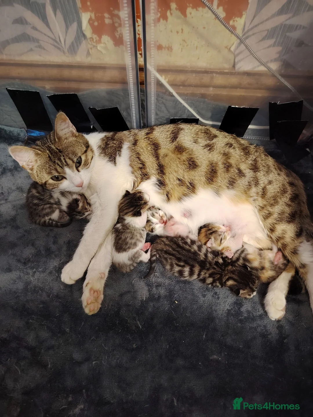 Bengal cats for sale: Bengel mix - Advert 7