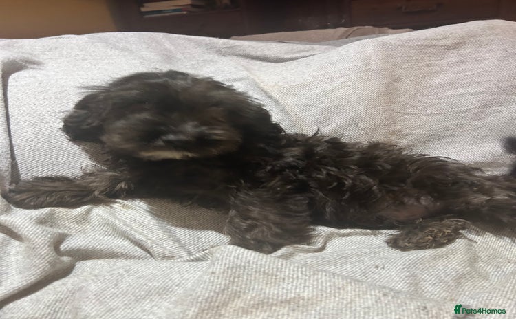 Cockapoo dogs - Advert 8