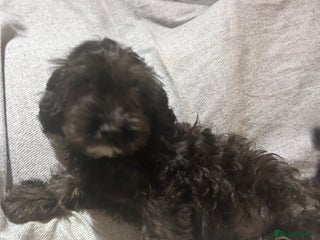 Cockapoo dogs F1 cocapoos - Advert 4