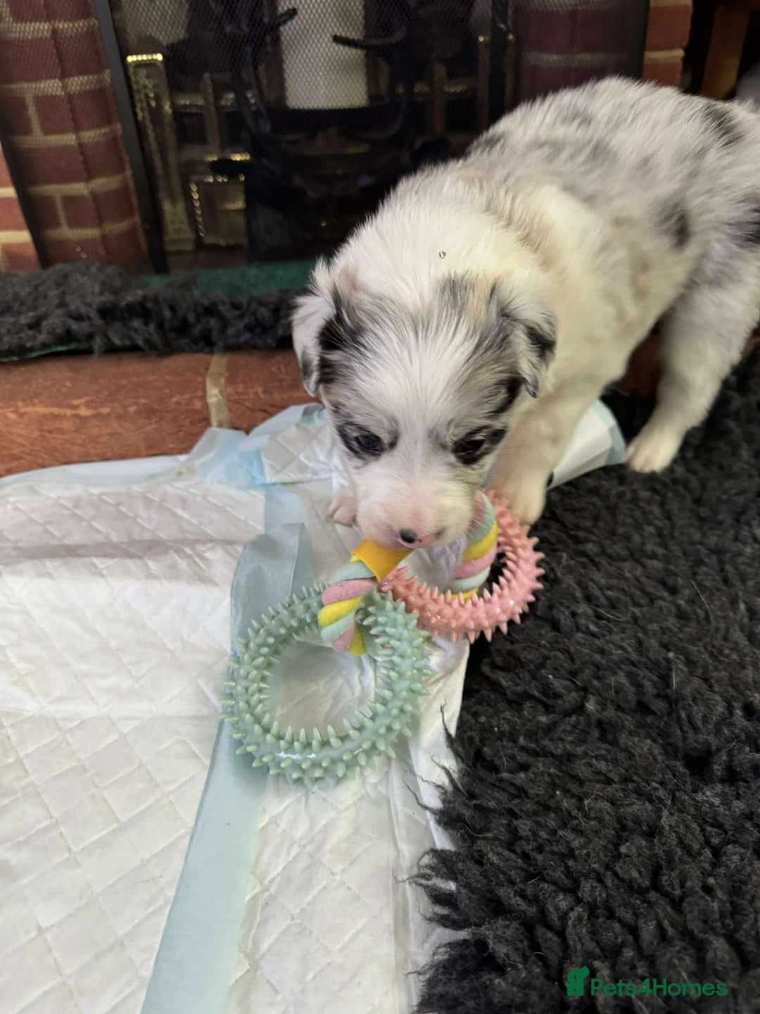 Border Collie dogs for sale: Beautiful litter of 8 border collies puppies - Advert 30