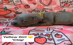 Staffordshire Bull Terrier dogs for sale: Gorgeous Chunky KC Blue Staffy Puppies - Image 7