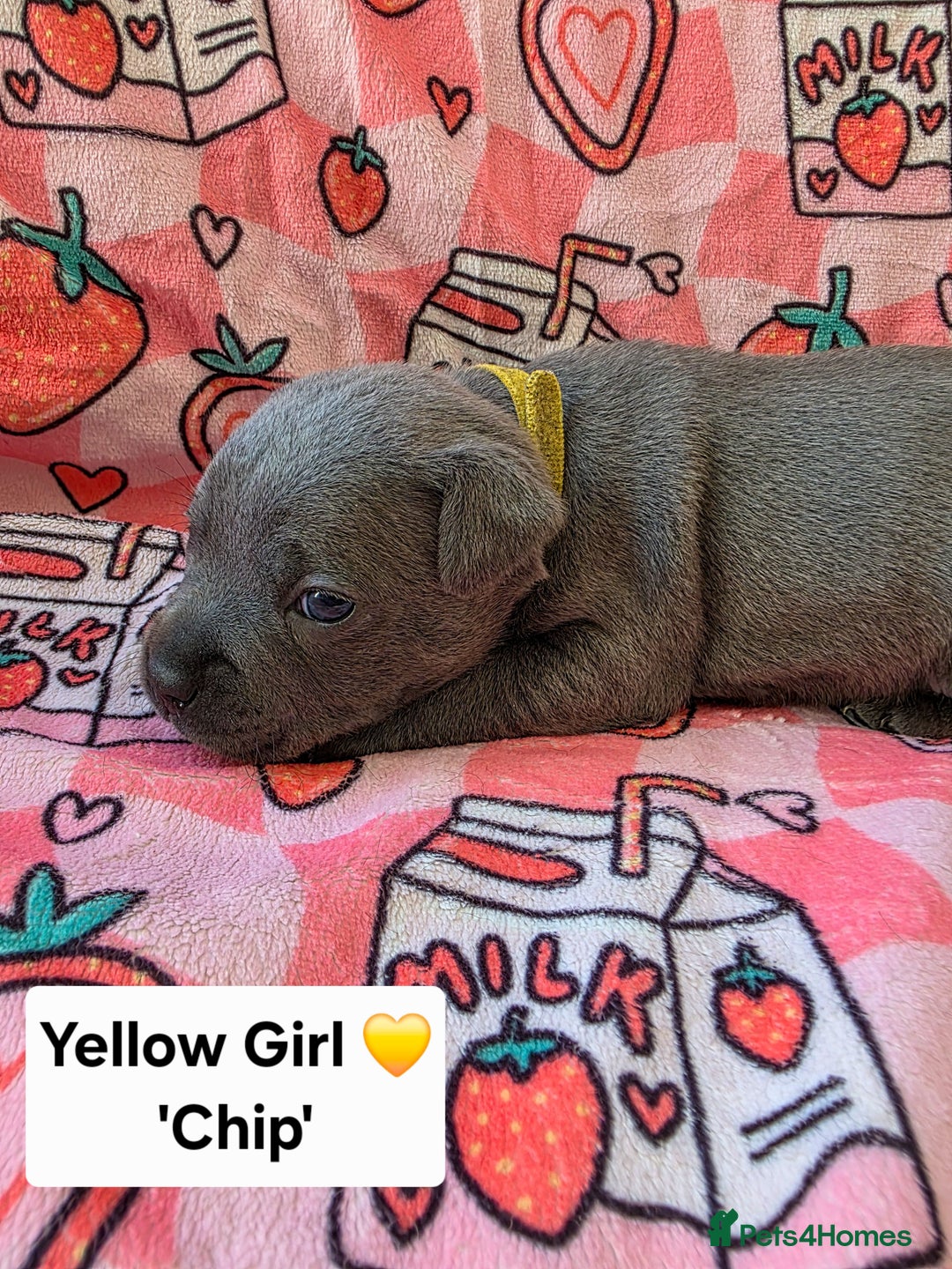 Staffordshire Bull Terrier dogs for sale: Gorgeous Chunky KC Blue Staffy Puppies - Image 7