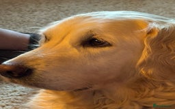 Mini Goldendoodle dogs for sale: Stunning F1 Mini Goldendoodles  - Image 19