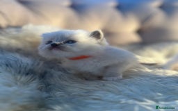 Ragdoll cats for sale: Ragdoll kittens pure breed!!! 😺 - Image 10