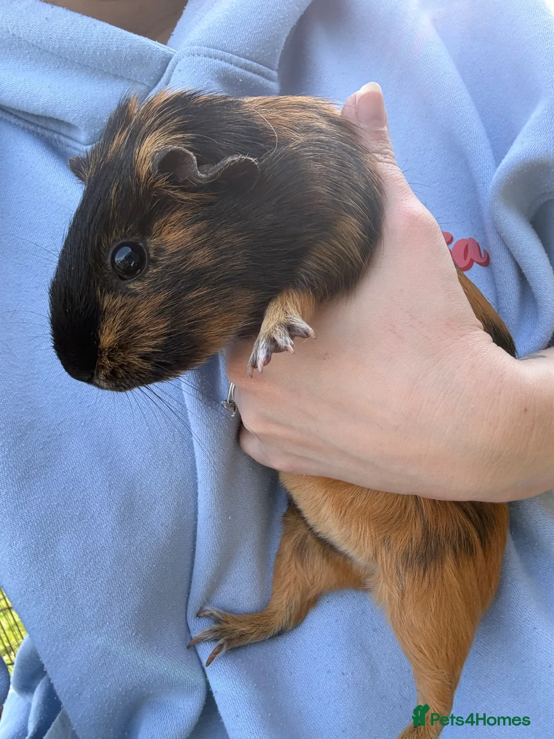 Guinea Pig rodents for sale: 2 Female Guinea Pig - Advert 6