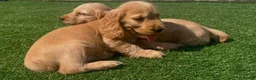 Cocker Spaniel dogs for sale: Show cocker puppies  - Advert 7