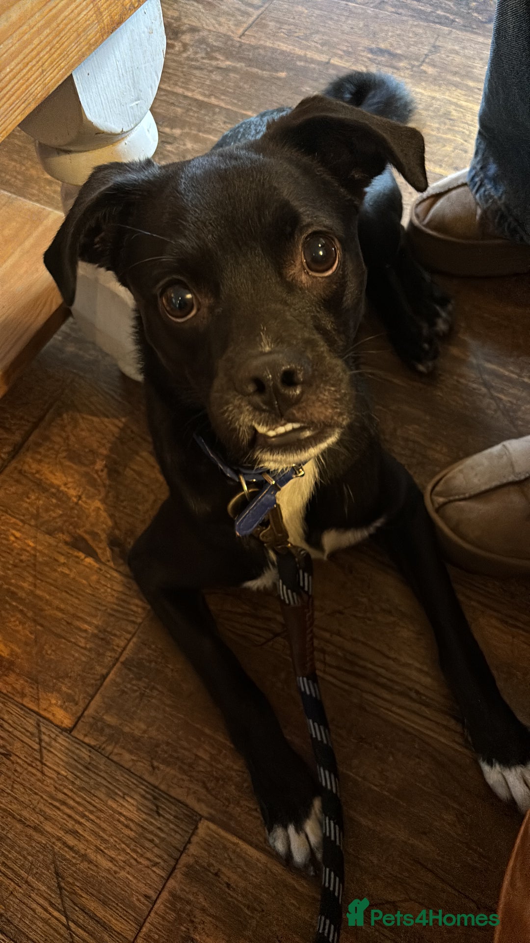 Mixed Breed dogs for sale: Milo the Pug X Collie  - Image 3