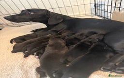 Mixed Breed dogs for sale: Doxla  - Image 22