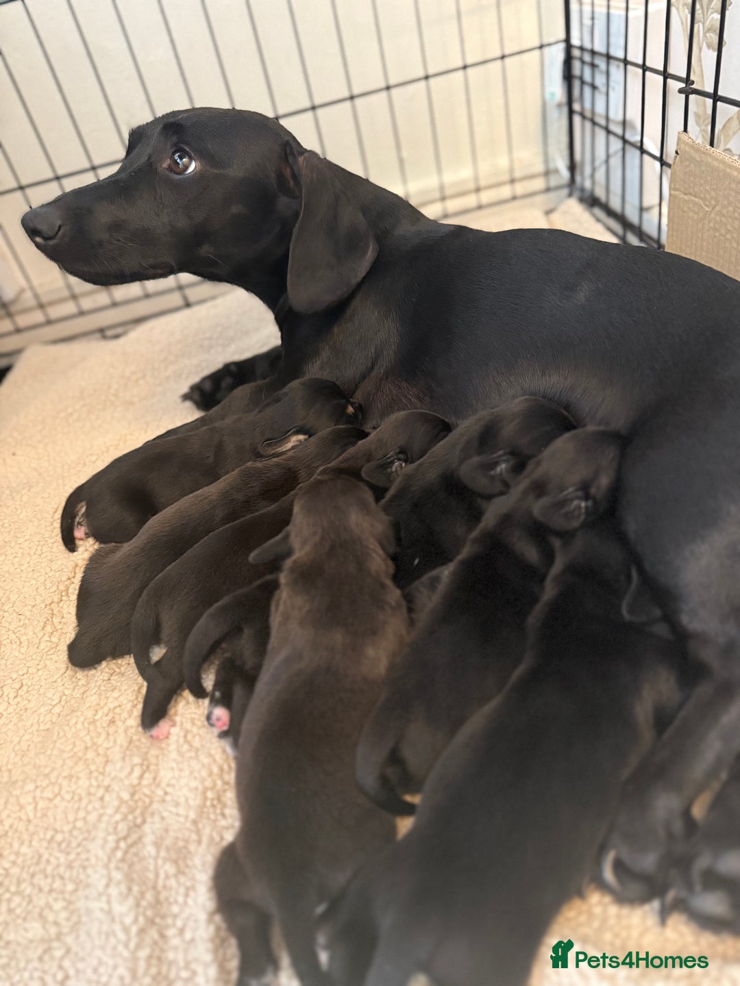 Mixed Breed dogs for sale: Doxla  - Image 22