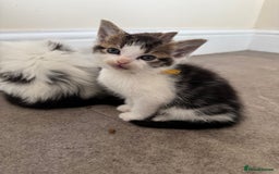Mixed Breed cats for sale: Kittens looking for their new home  - Image 9