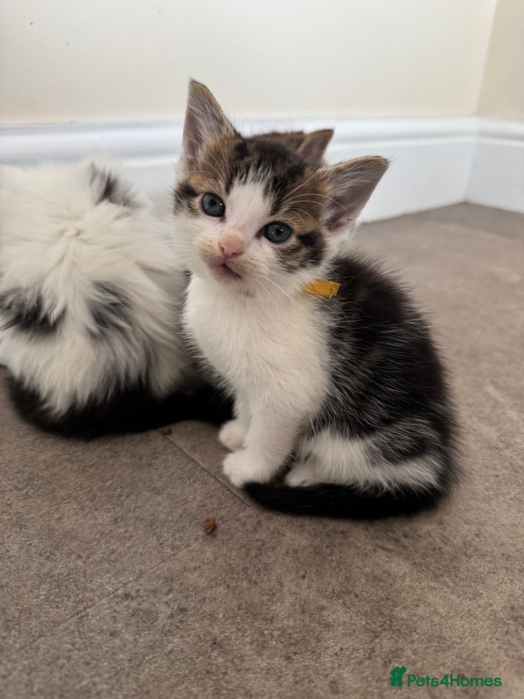 Mixed Breed cats for sale: Kittens looking for their new home  - Image 9