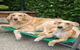 Mixed Breed dogs for adoption: Brooke & Nina are looking for a home together. - Image 9