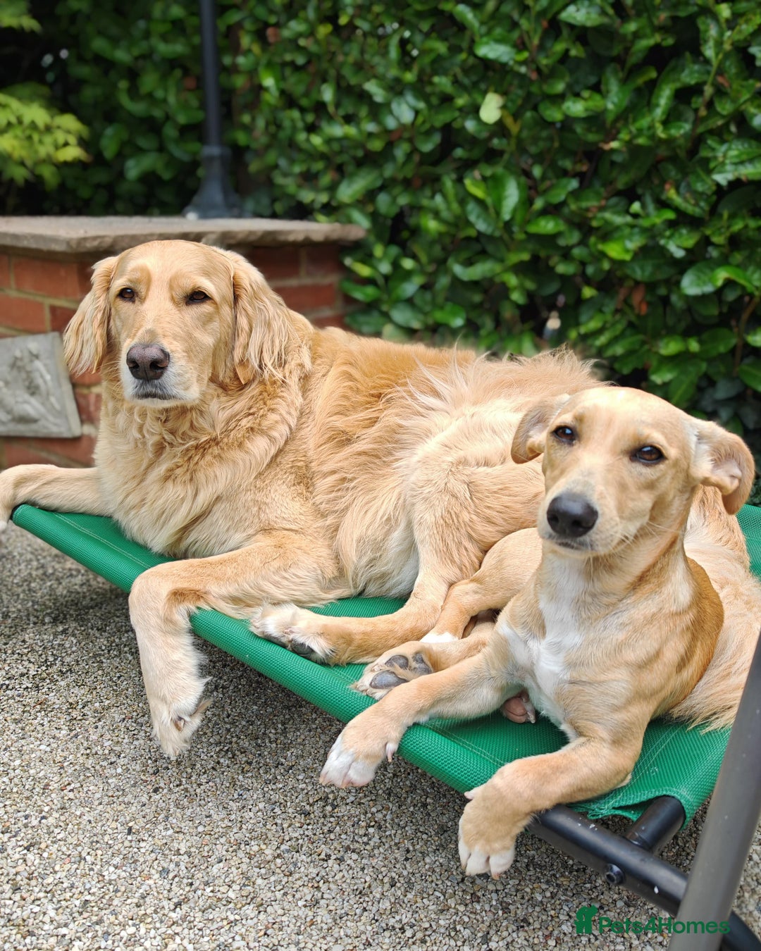 Mixed Breed dogs for adoption: Brooke & Nina are looking for a home together. - Image 9