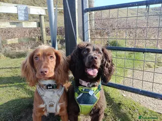 Cocker Spaniel dogs Working Cocker Spaniel Puppies 7 weeks old - Advert 10