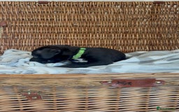 Mixed Breed dogs for sale: Came Corso X Puppies - Image 16