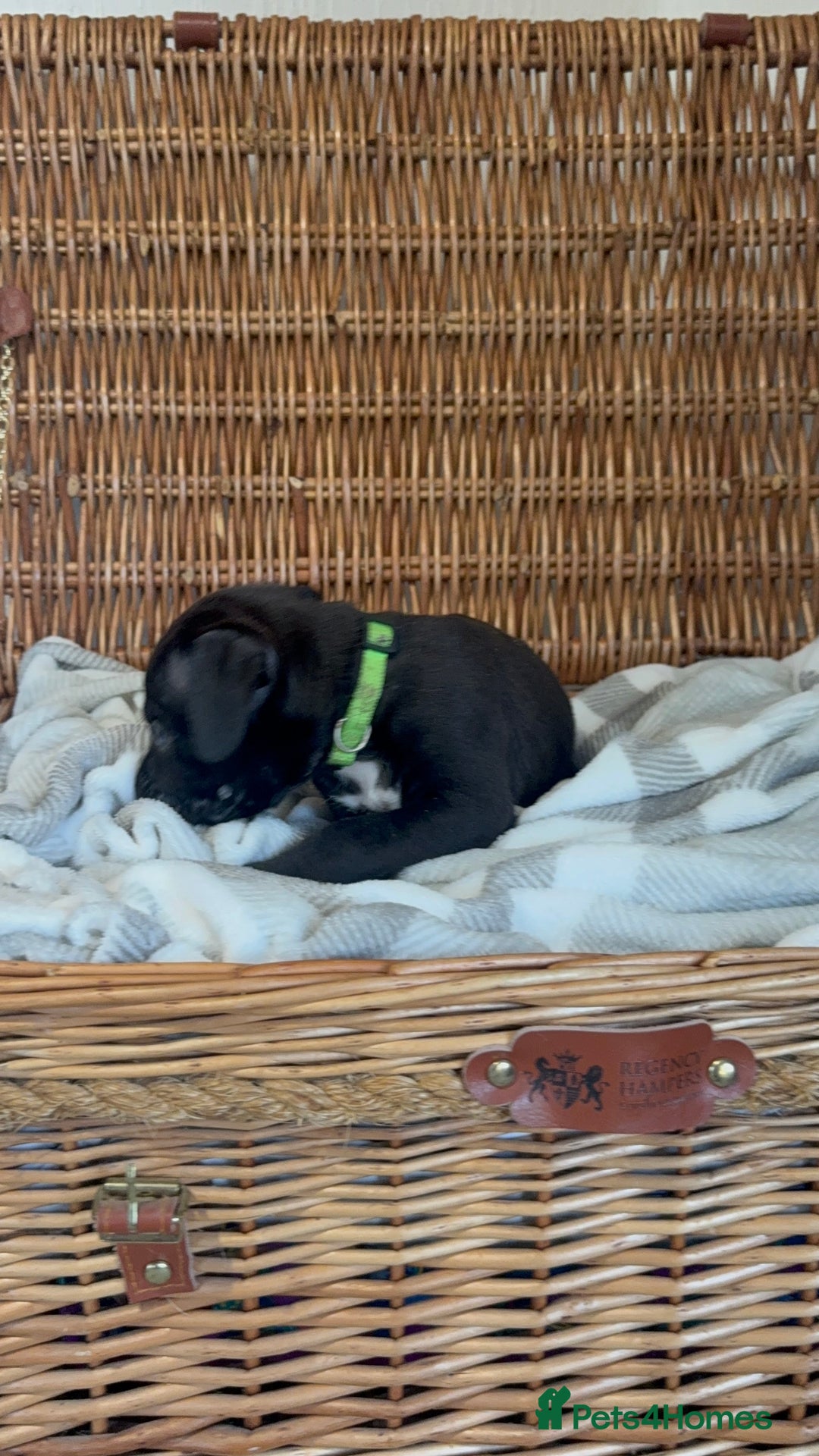 Mixed Breed dogs for sale: Came Corso X Puppies - Image 16