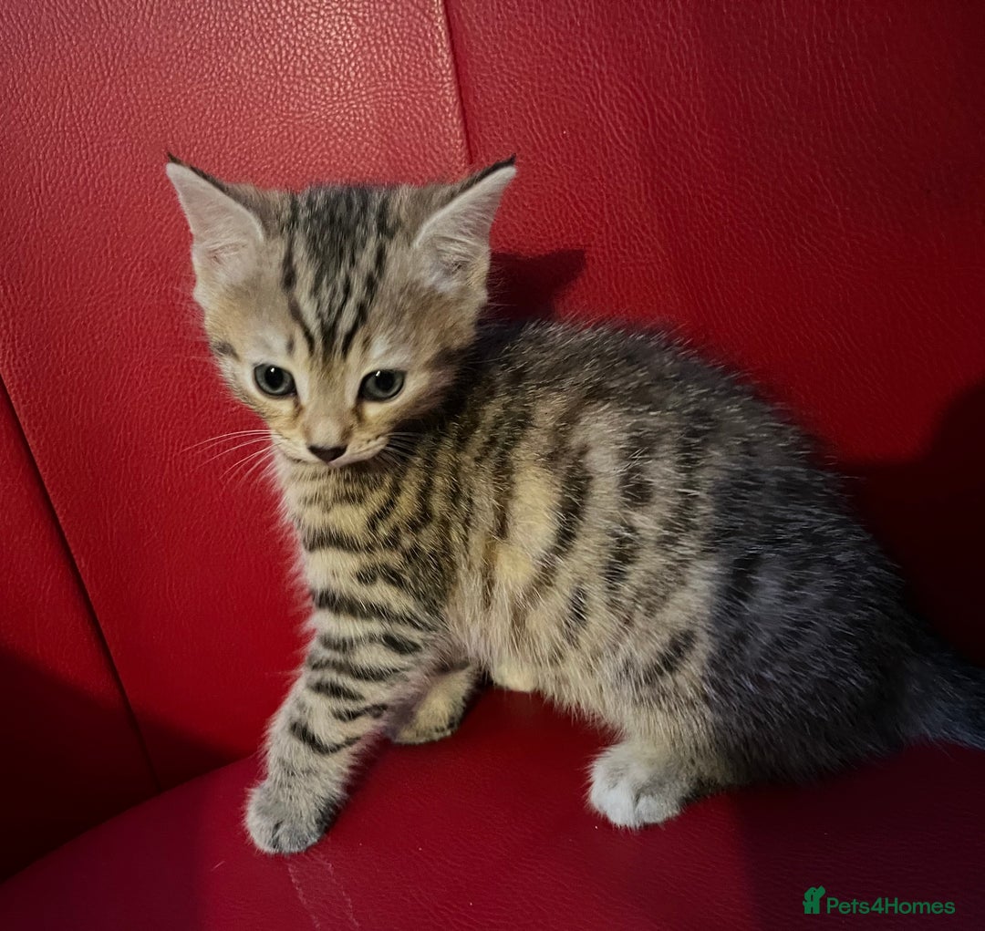 Mixed Breed cats for sale: Three Gorgeous Girls For sale. - Advert 7