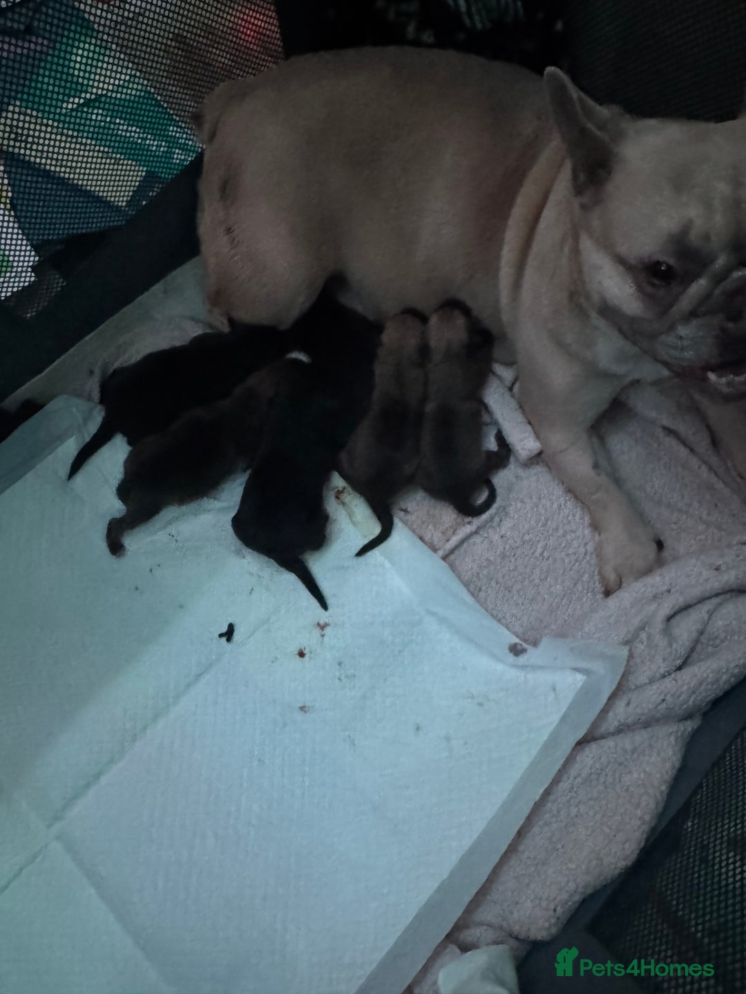 Mixed Breed dogs for sale: French Bulldog/German Shep Beautiful Pups Rare - Advert 7